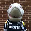  Sharky